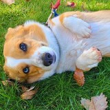 Entry image for Scout