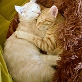 Entry image for Sandy and Citrine