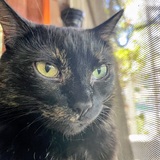 Entry image for Mina