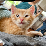 Entry image for Citrine