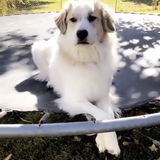 Entry image for Hazel