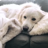 Entry image for Harlow