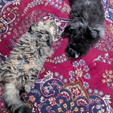 Entry image for Coconut and Terry