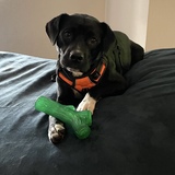 Entry image for Quinn