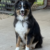 Entry image for Dexter