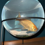 Entry image for Peter