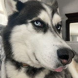 Entry image for Cody