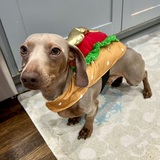 Entry image for King Louie