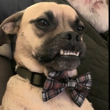 Entry image for Nigel