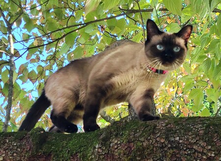 Entry image for Nelly. Clicking this image will show a larger photo