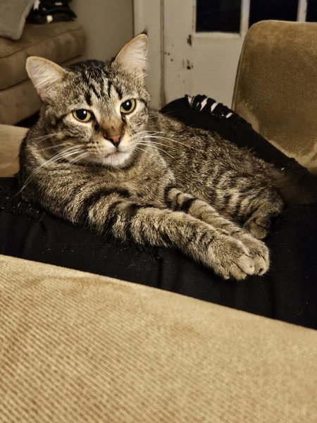 Entry image for Binx . Clicking this image will show a larger photo