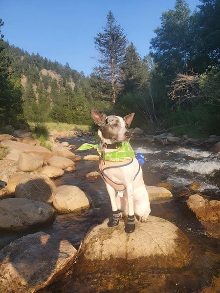 Entry image for Luffy. Clicking this image will show a larger photo