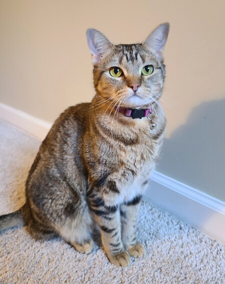 Entry image for Tiggy. Clicking this image will show a larger photo