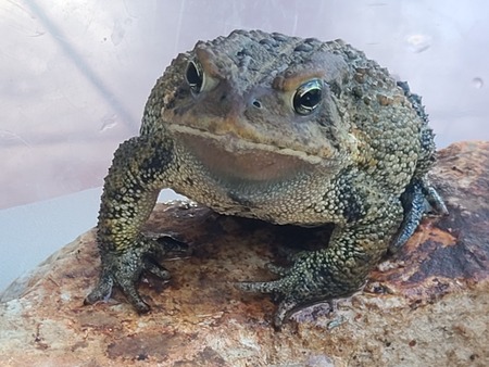 Entry image for Robbietta. Clicking this image will show a larger photo