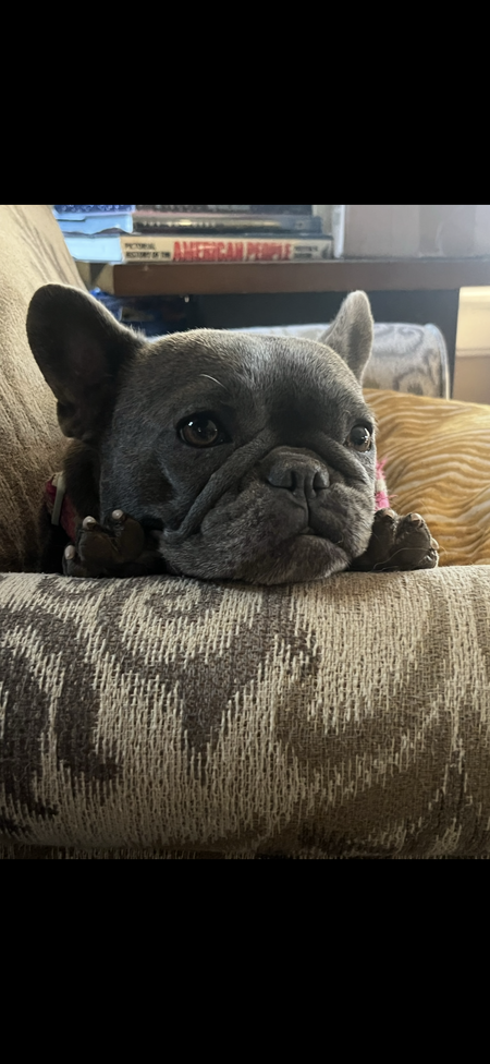 Entry image for Olive. Clicking this image will show a larger photo