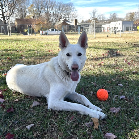 Entry image for Juniper. Clicking this image will show a larger photo