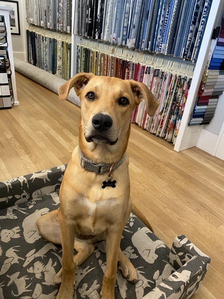 Entry image for Dexter. Clicking this image will show a larger photo