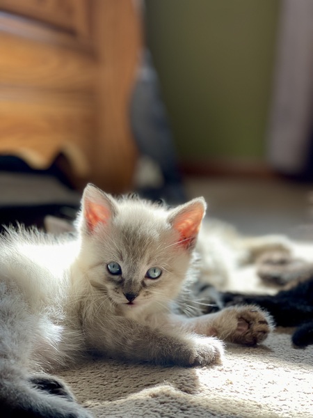 Entry image for NutterButter . Clicking this image will show a larger photo