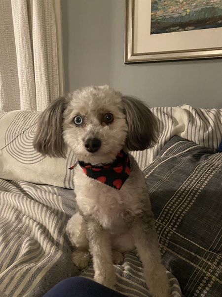 Entry image for Lottie Dottie. Clicking this image will show a larger photo