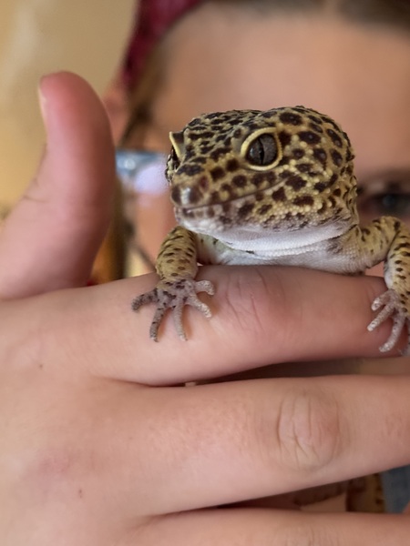 Entry image for Pepper. Clicking this image will show a larger photo