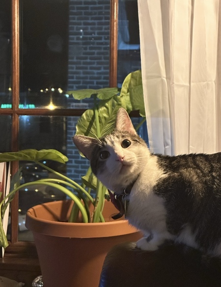 Entry image for Montague “Monty”. Clicking this image will show a larger photo