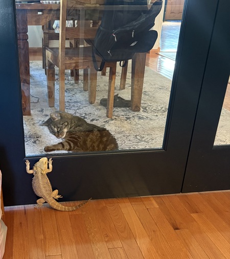 Entry image for Scaley Baby. Clicking this image will show a larger photo