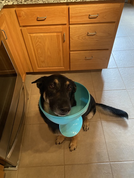 Entry image for Loki. Clicking this image will show a larger photo