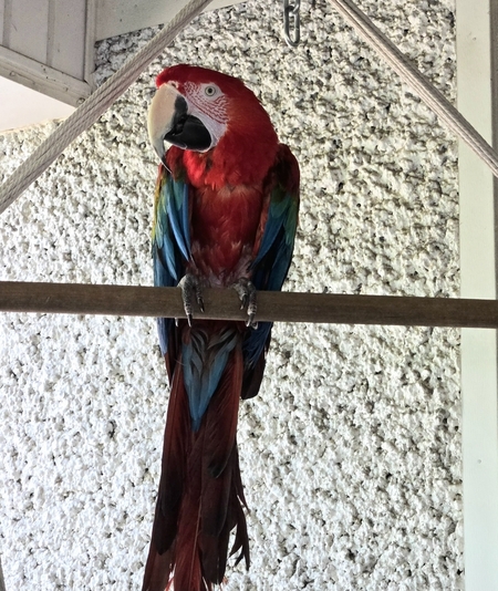 Entry image for Gotchi. Clicking this image will show a larger photo