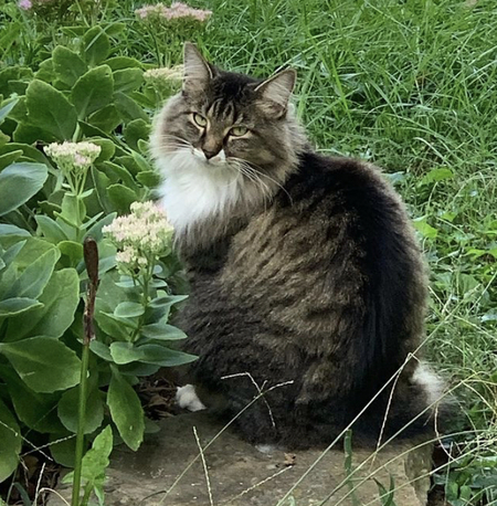 Entry image for Tuna. Clicking this image will show a larger photo