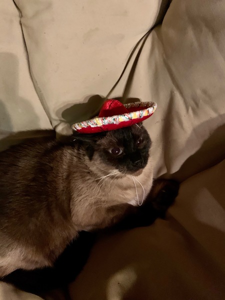 Entry image for Leonardo. Clicking this image will show a larger photo