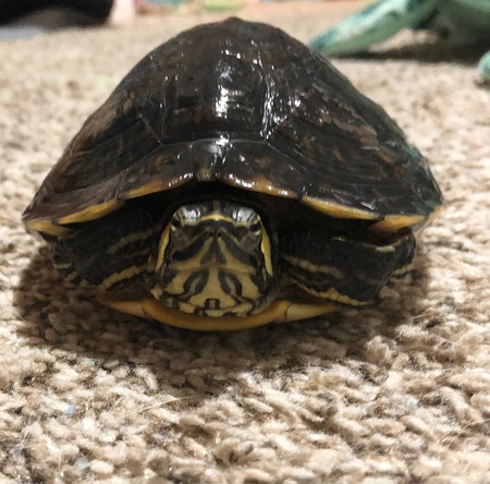 Entry image for Myrtle . Clicking this image will show a larger photo