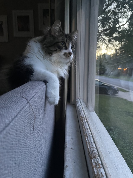 Entry image for Ollie. Clicking this image will show a larger photo