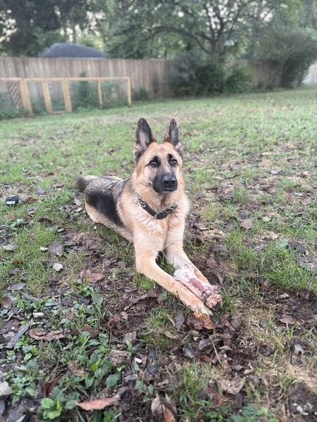 Entry image for Lilli. Clicking this image will show a larger photo