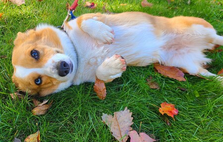 Entry image for Scout. Clicking this image will show a larger photo