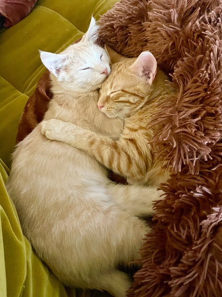 Entry image for Sandy and Citrine. Clicking this image will show a larger photo