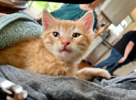 Entry image for Citrine. Clicking this image will show a larger photo