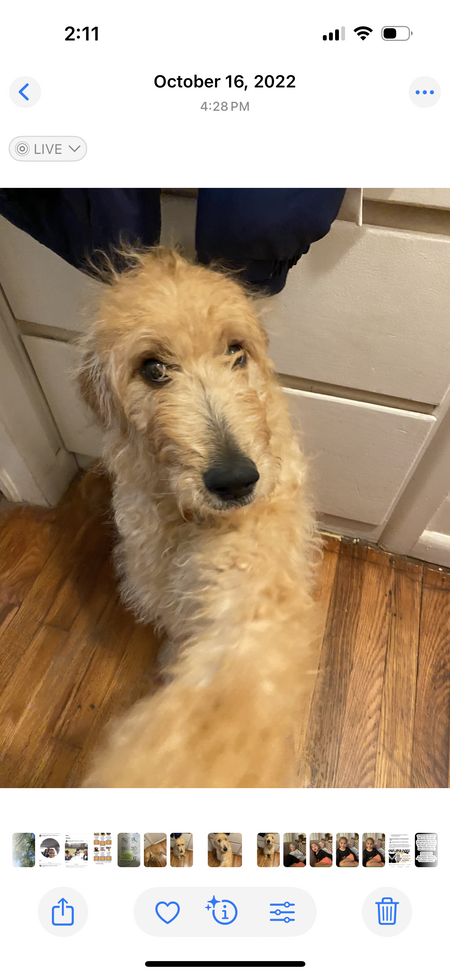 Entry image for Mia. Clicking this image will show a larger photo