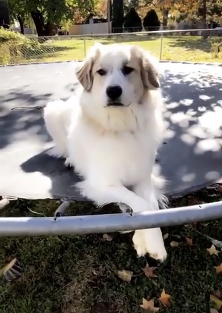 Entry image for Hazel. Clicking this image will show a larger photo