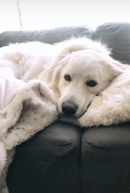 Entry image for Harlow. Clicking this image will show a larger photo