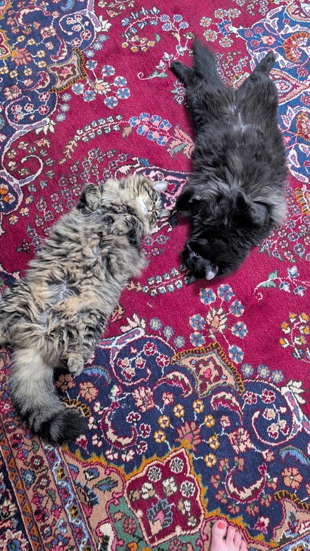 Entry image for Coconut and Terry. Clicking this image will show a larger photo