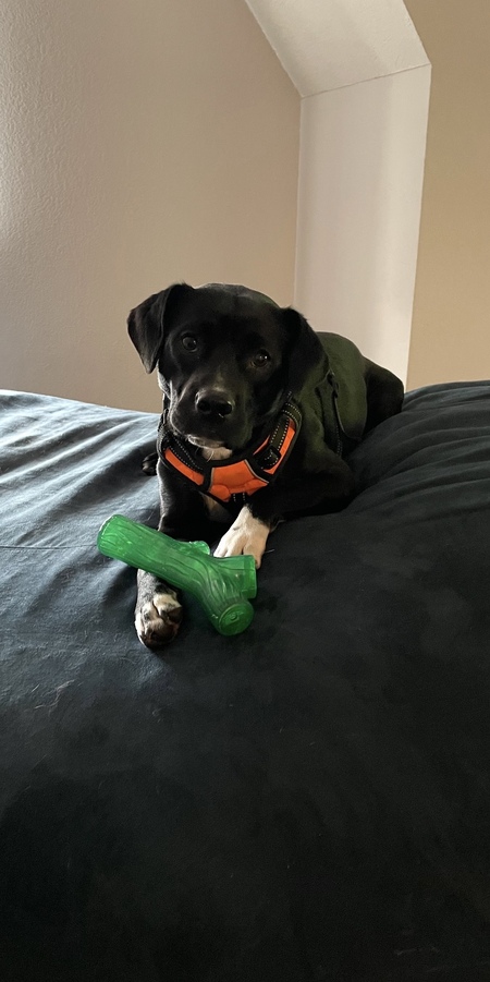 Entry image for Quinn. Clicking this image will show a larger photo