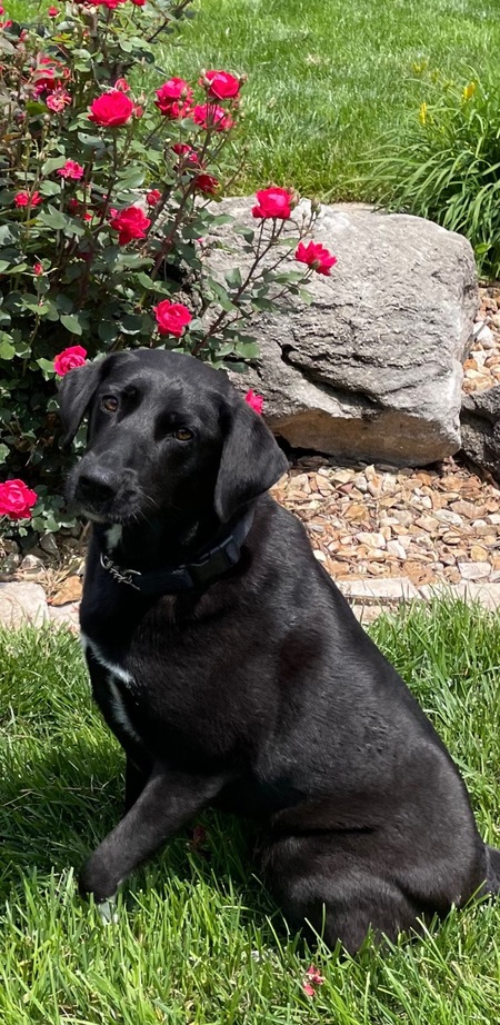 Entry image for Ava . Clicking this image will show a larger photo