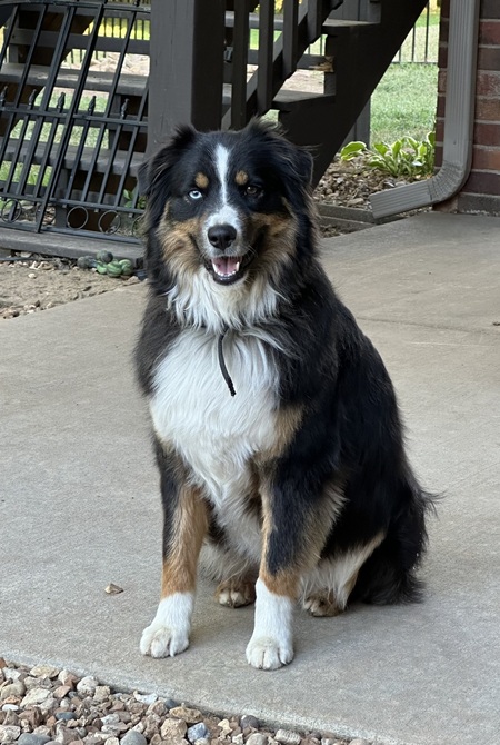 Entry image for Dexter. Clicking this image will show a larger photo