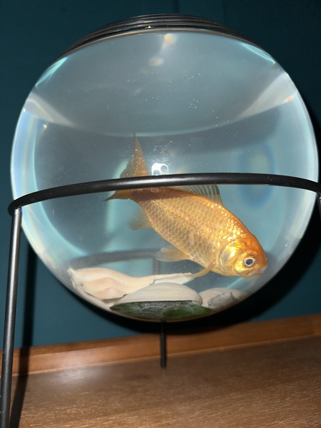 Entry image for Peter. Clicking this image will show a larger photo