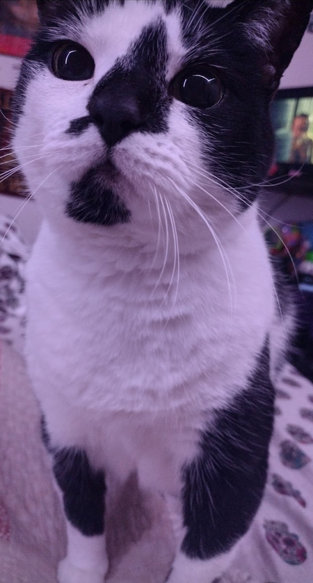 Entry image for Ava Purrone . Clicking this image will show a larger photo