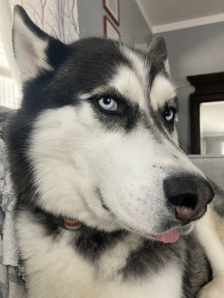 Entry image for Cody. Clicking this image will show a larger photo