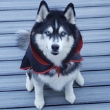 Entry image for Kenai
