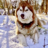 Entry image for Xena