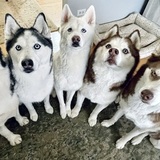 Entry image for Sasha, Storm, Sky, Chance & Autumn 