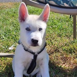 Entry image for Koda